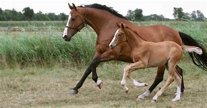 Horses & Bourbon